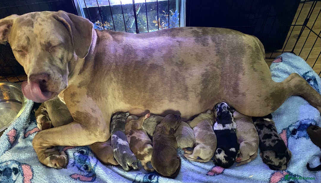Mixed Breed dogs for sale: Cane corso x  - Image 6