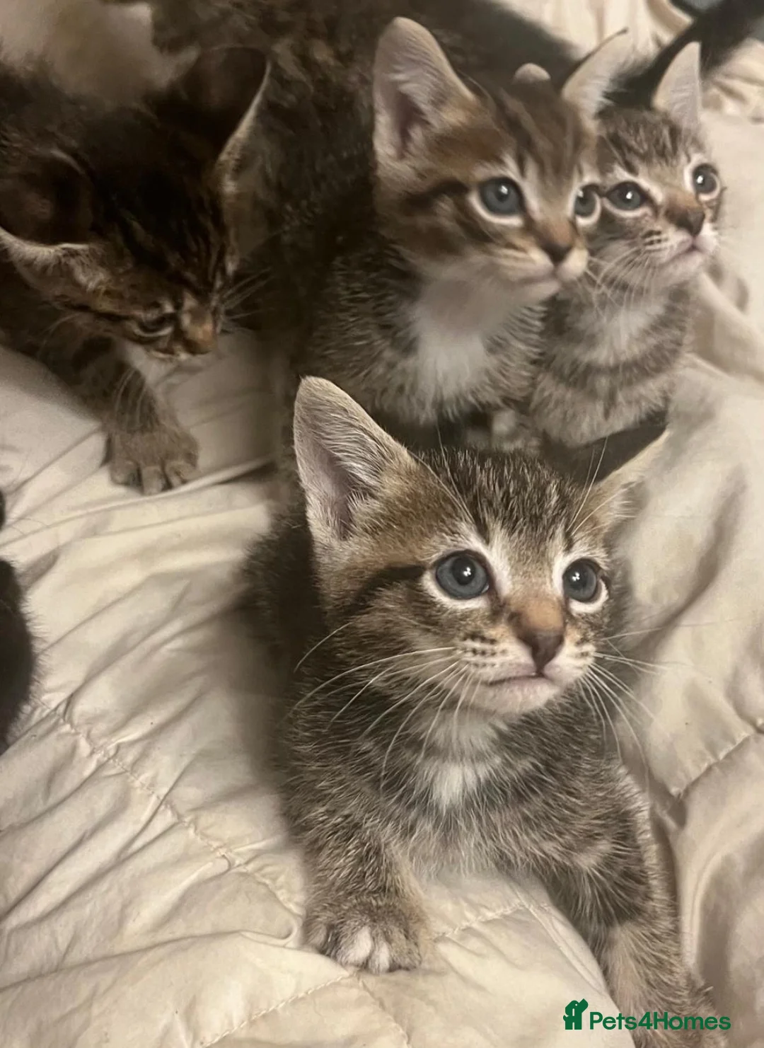 Bengal cats for sale: STUNNING MIXED BENGAL BOY & GIRL!  - Advert 1