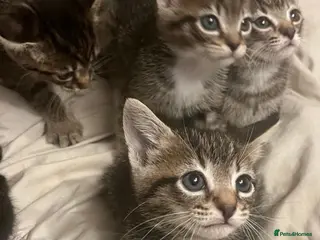 Bengal cats STUNNING MIXED BENGAL BOY & GIRL! - Advert 2