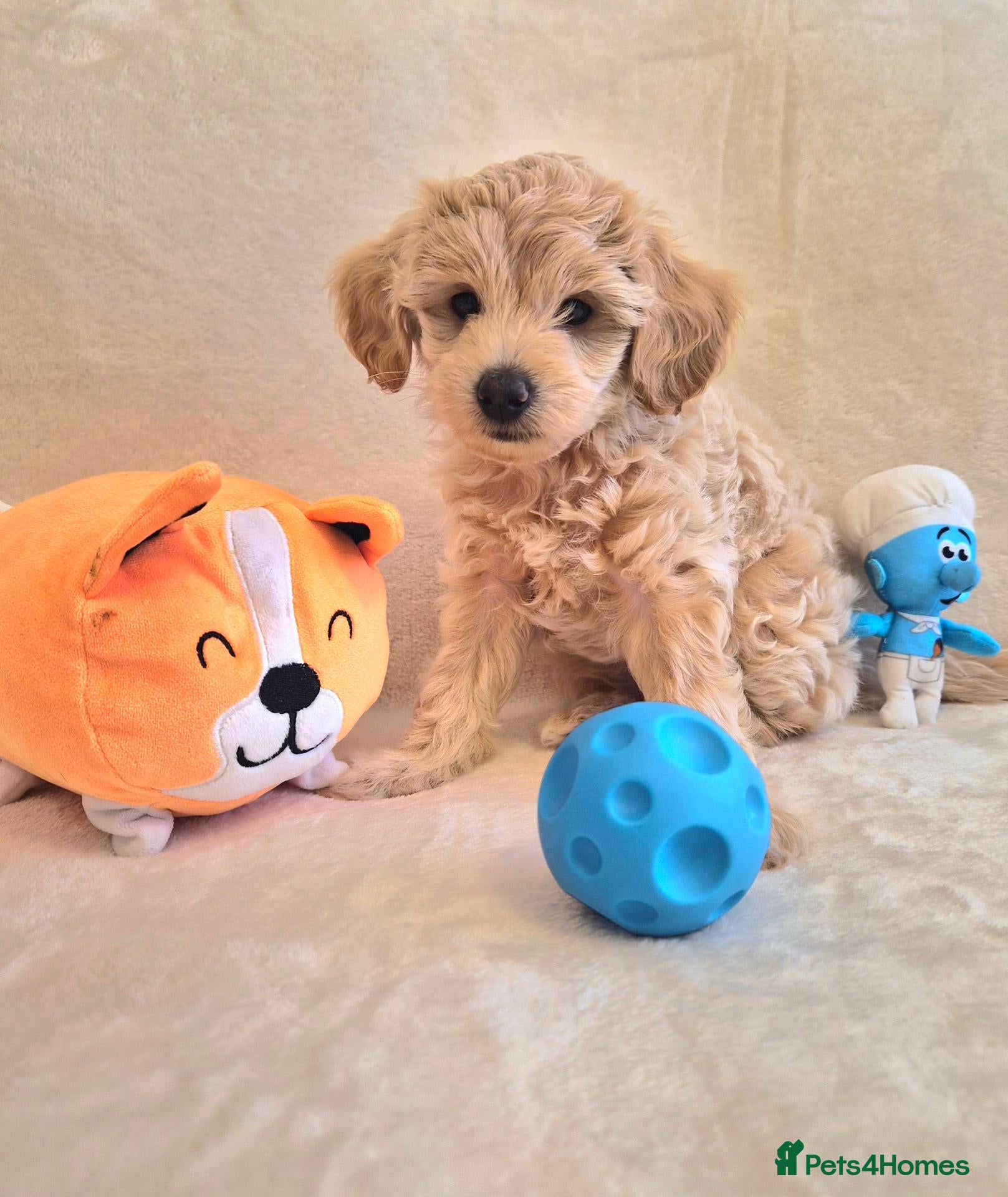 Maltipoo dogs Gorgeous tiny MALTIPOO 7 weeks 3 boys & 1 girl - Advert 4