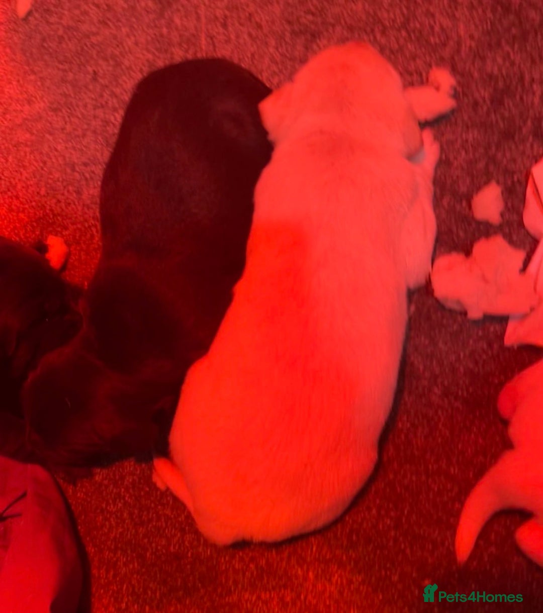 Labrador Retriever dogs for sale: 🌟 Fully vaccinated Chunky pedigree Labradors 🌟  - Advert 28