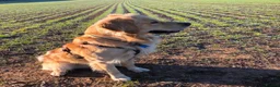 Golden Retriever dogs for sale: KC Reg Golden Retriever Puppies Health Tested  - Advert 8