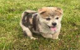 Chow Chow dogs for sale: Exotic colour chowsky puppies for sale  - Image 5