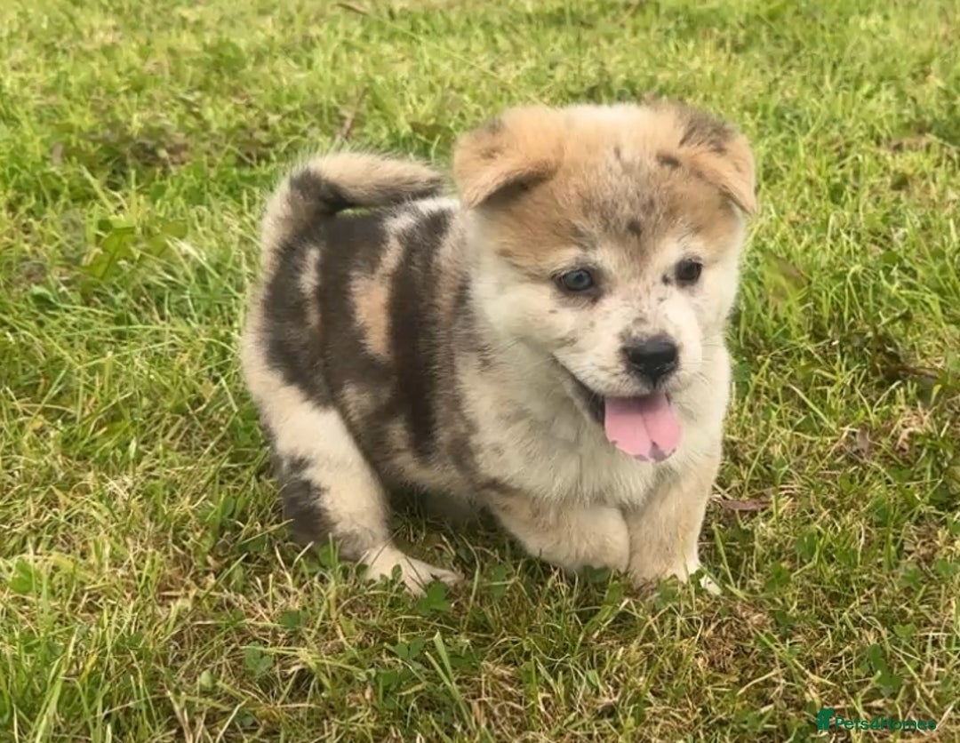 Chow Chow dogs for sale: Exotic colour chowsky puppies for sale  - Image 5