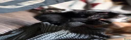 Mixed Breed cats for sale: Kittens ready now  - Advert 4