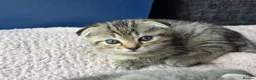 Scottish Fold cats for sale: *READY SOON* Beautiful Grey Scottish Fold Kittens - Advert 21