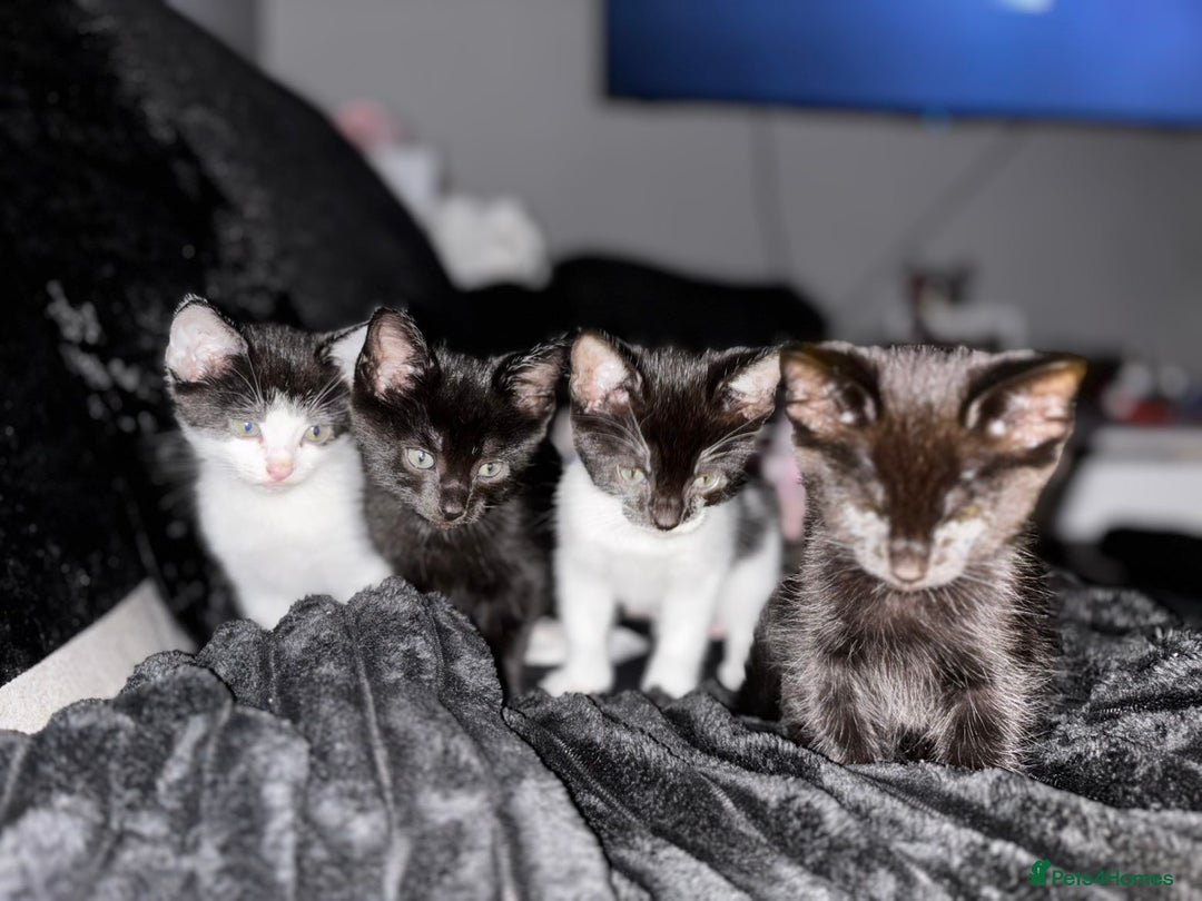 Mixed Breed cats for sale: Kittens  - Advert 1