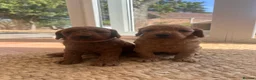 Cockapoo dogs for sale: Outstanding cockapoo puppies  - Advert 4