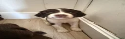 English Springer Spaniel dogs for sale: Springer spaniel puppies  - Advert 10