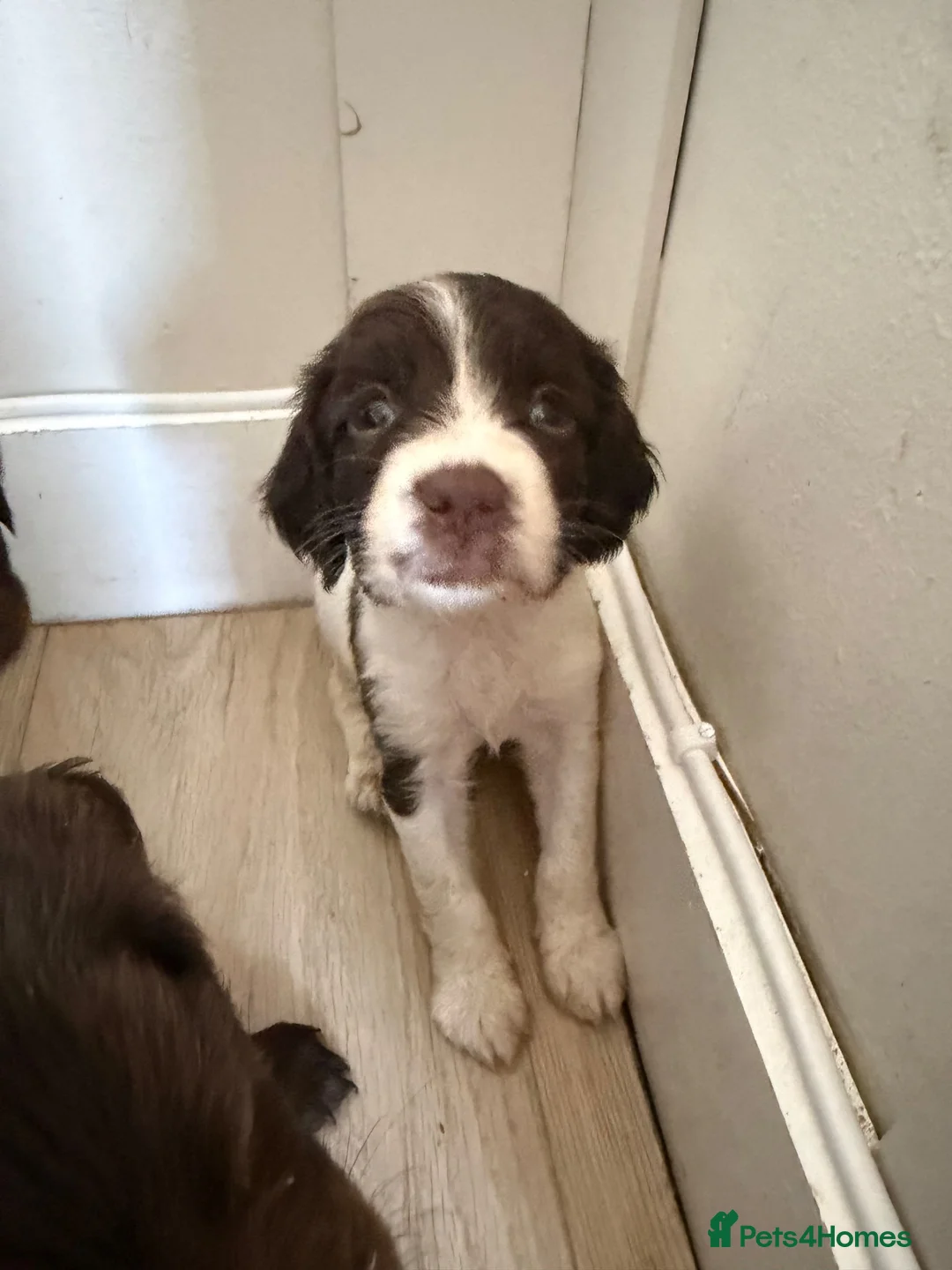 English Springer Spaniel dogs for sale: Springer spaniel puppies  - Advert 10