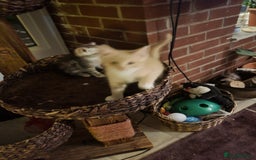 Siberian cats for sale: Siberian kittens - Image 2