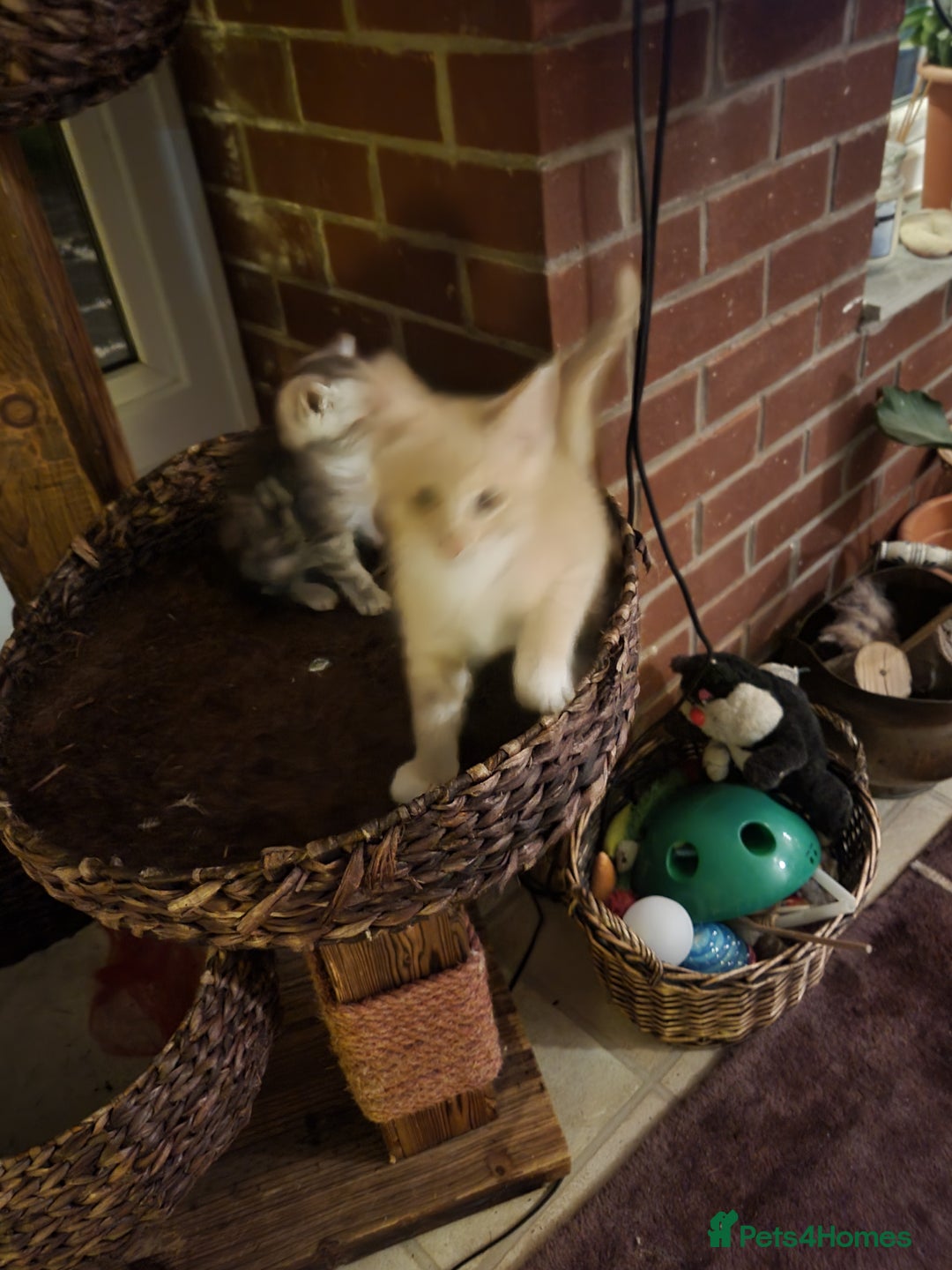 Siberian cats for sale: Siberian kittens - Image 2