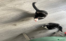 British Shorthair cats for sale: Kittens - Image 8