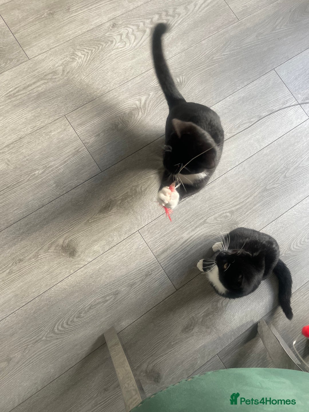 British Shorthair cats for sale: Kittens - Image 8