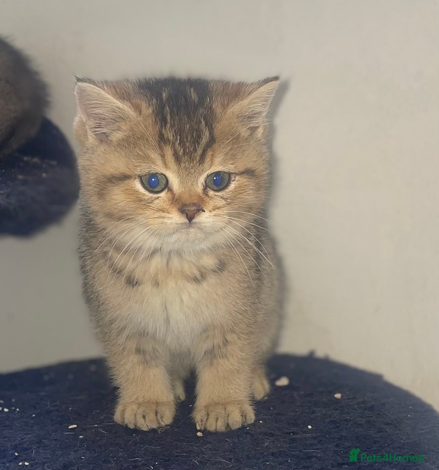 British Shorthair cats Tica bsh 😻 Golden british short hair - Advert 1