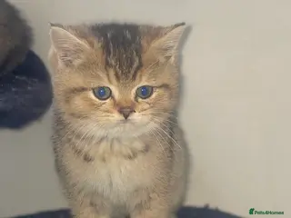 British Shorthair cats Tica bsh 😻 Golden british short hair - Advert 1