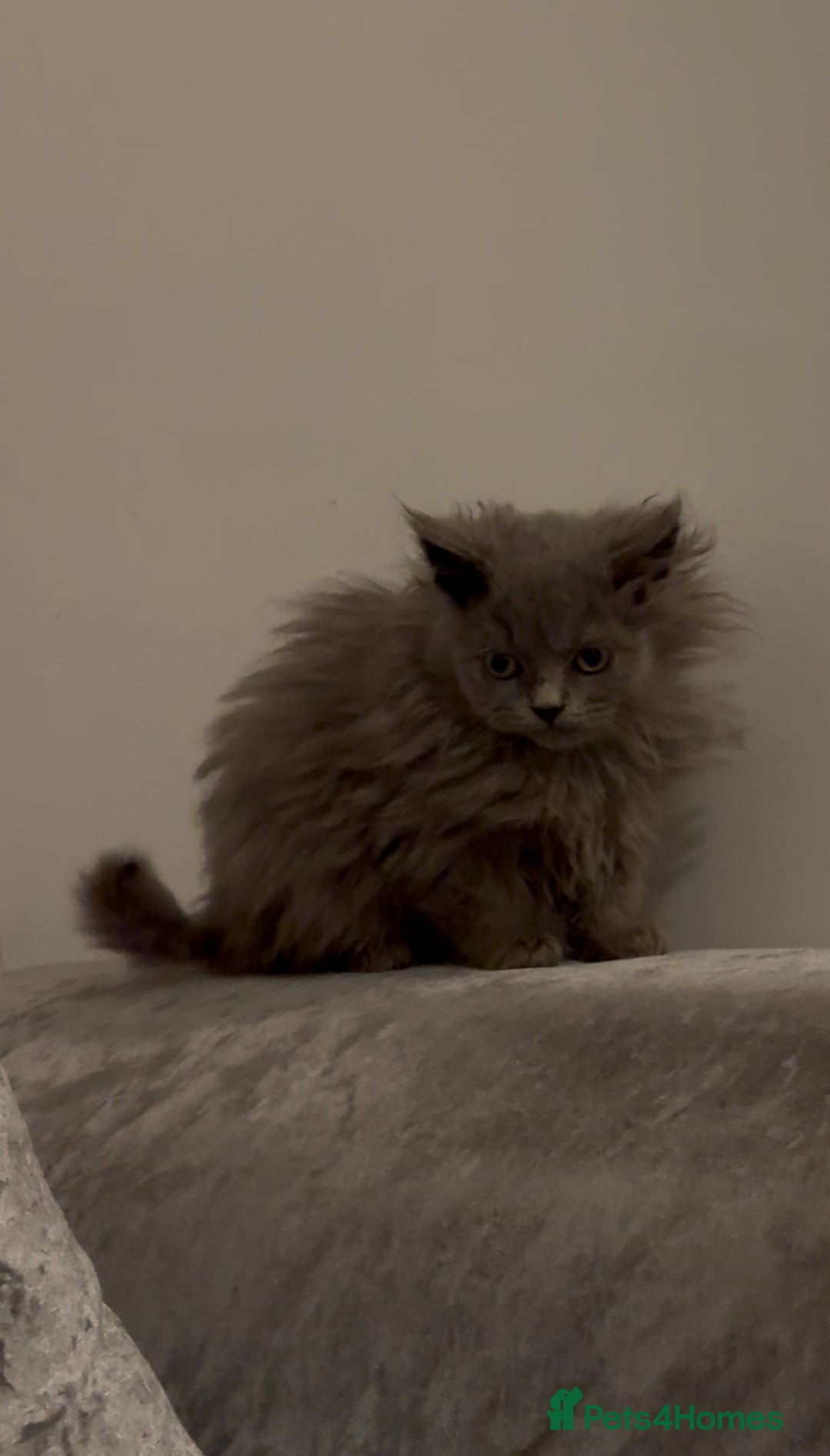 British Longhair cats for sale: Adorable British Longhair Kittens Ready Now! - Advert 21