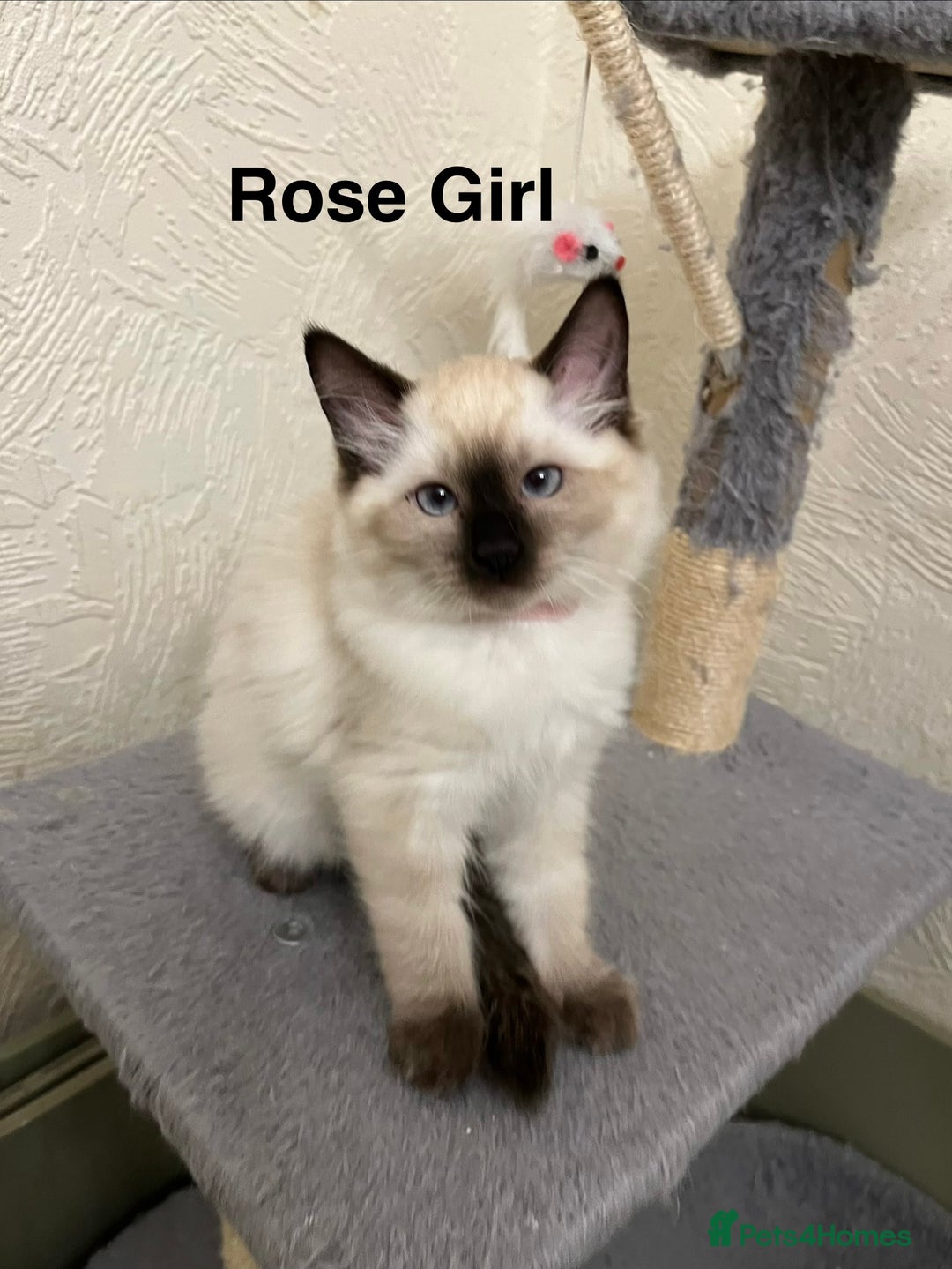 Ragdoll cats for sale: ❤️5 Beautiful Pure Ragdoll Kittens❗️❤️🐈 - Advert 26