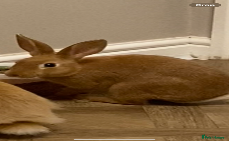 Dwarf Lop rabbits - Advert 1