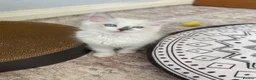 Ragdoll cats for sale:  (1 boy left) TICA REGISTERED, PUREBRED RAGDOLLS - Advert 16