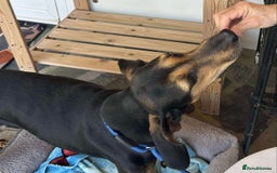 Mixed Breed dogs for adoption: Cinnamon needs a loving home  - Image 3