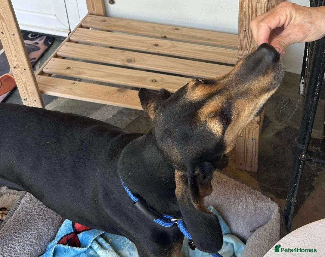 Mixed Breed dogs for adoption: Cinnamon needs a loving home  - Image 3