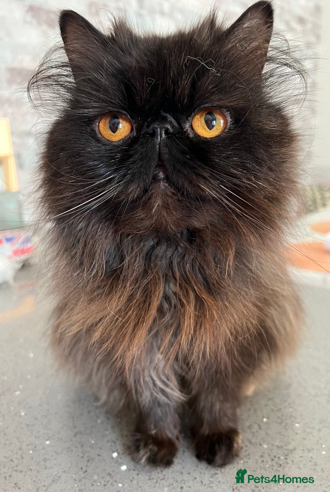 Exotic cats for sale: GCCF Registered Exotic Stud & Persian Female  - Advert 12