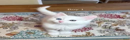 Ragdoll cats for sale: Ragdoll X kittens in Lincoln - Advert 10
