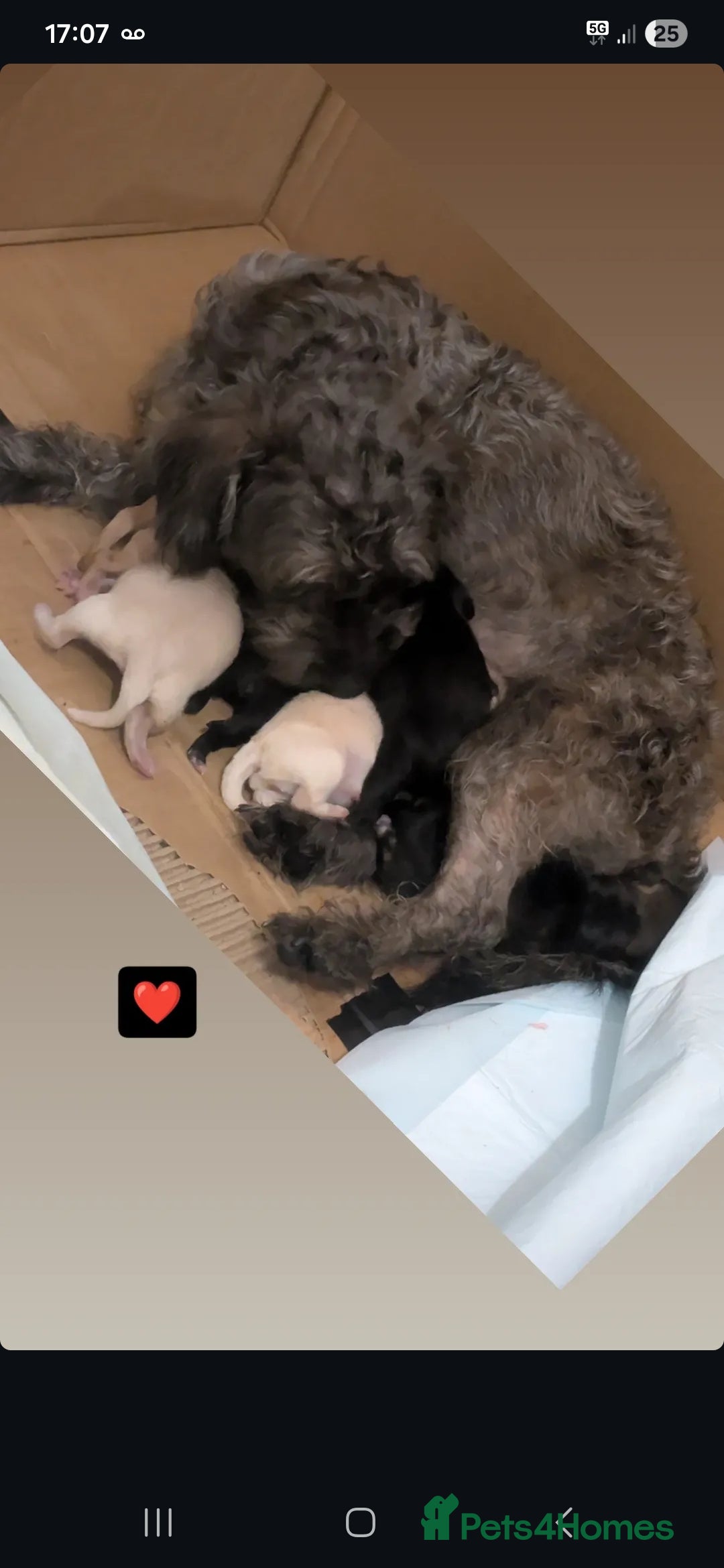 Mixed Breed dogs GORGEOUS Litter of POM x DASCHUND - Advert 3