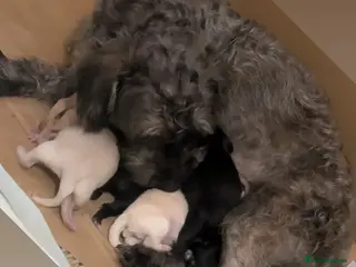 Mixed Breed dogs GORGEOUS Litter of POM x DASCHUND - Advert 5