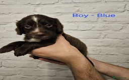 Cocker Spaniel dogs for sale: Cocker spaniels - Image 12