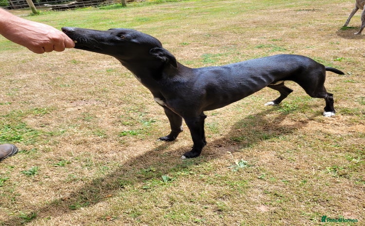 Lurcher dogs - Advert 1