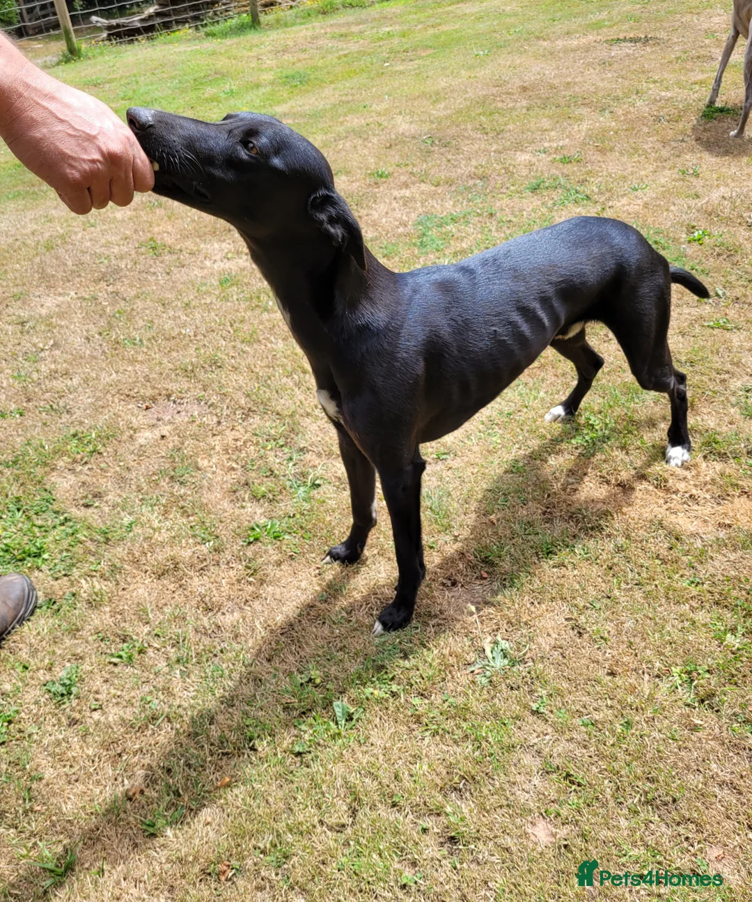 Lurcher dogs for stud: 🌟 Lurcher Stud Available 🌟  - Advert 2