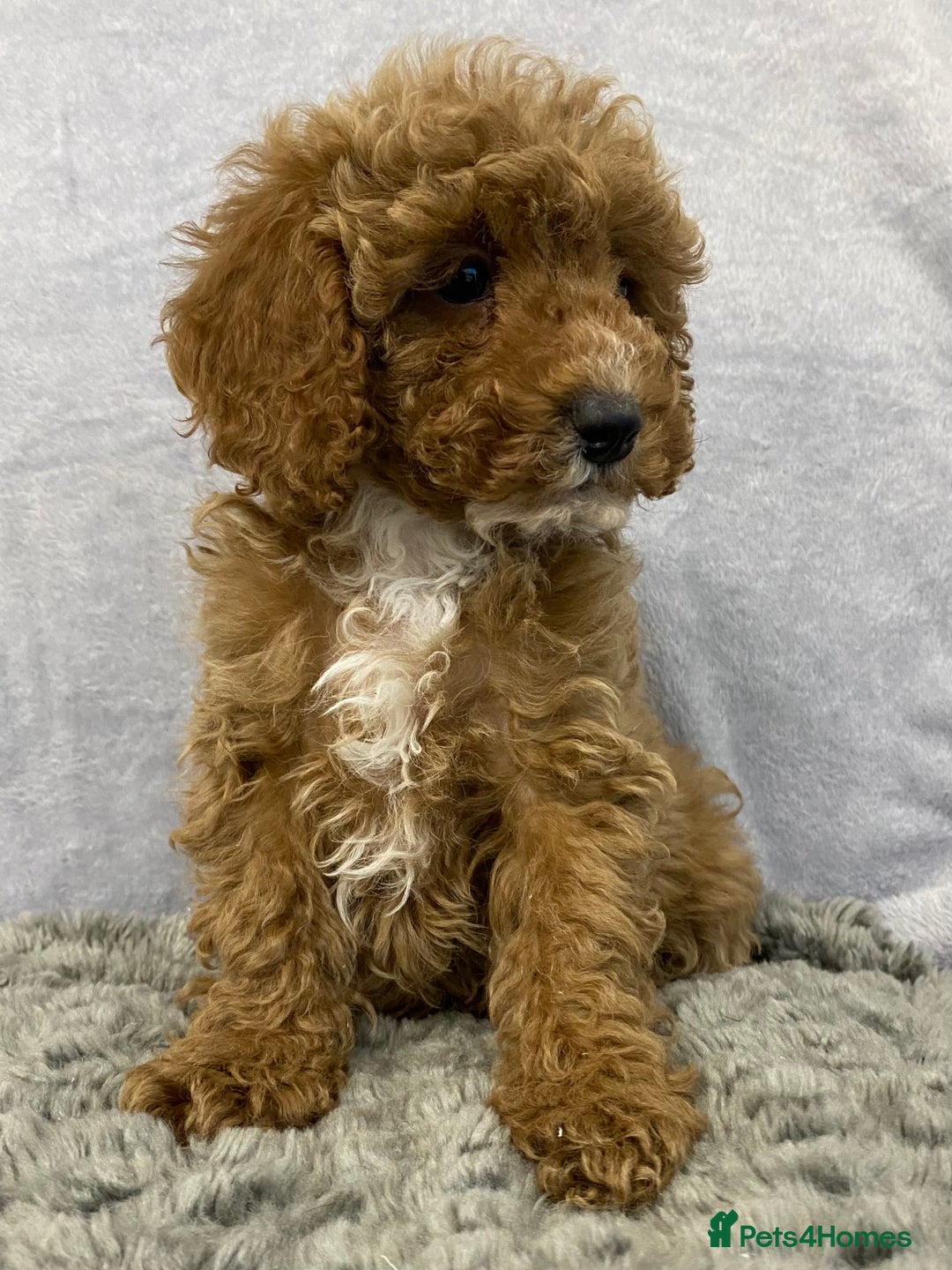 Cavapoo dogs for sale: Cute Cavapoo - Advert 3
