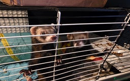 Ferret rodents for sale: EU cross and full polecat ferret hobs - Image 2