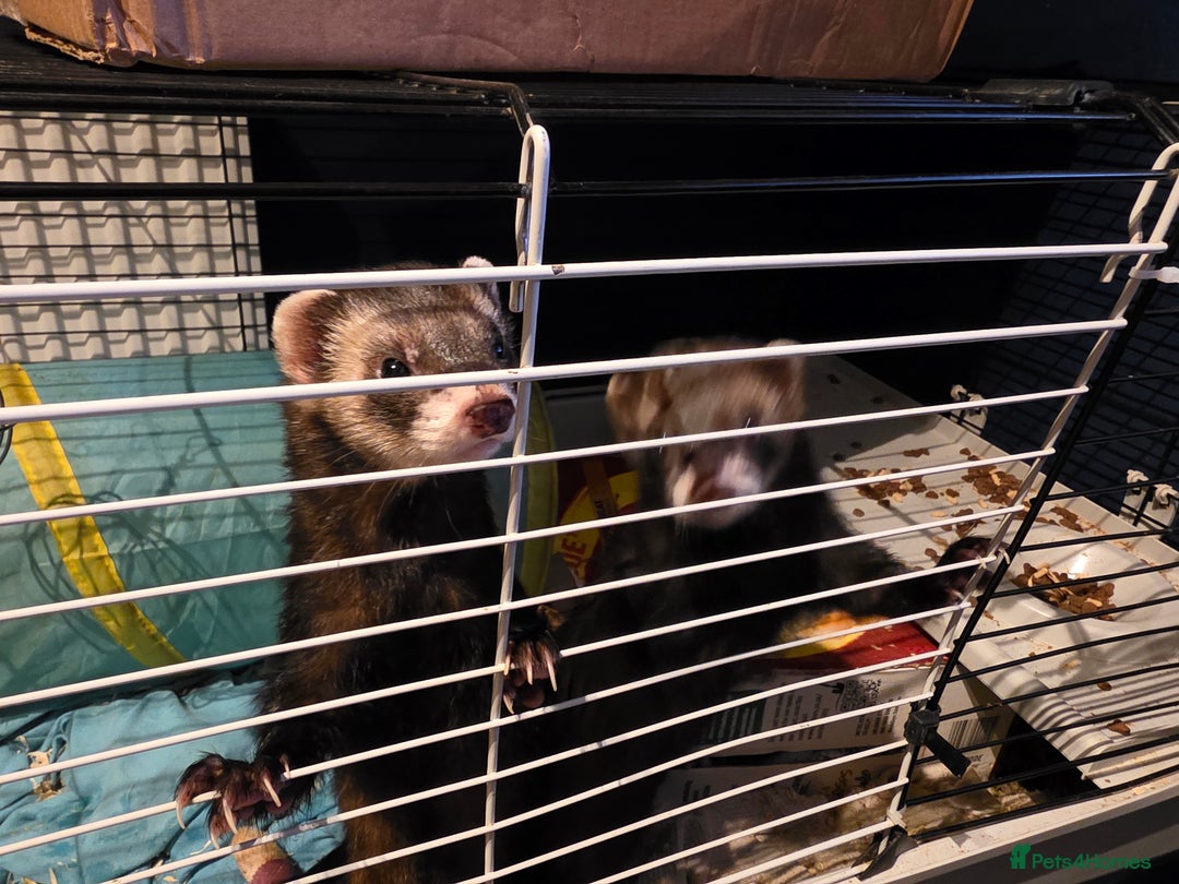 Ferret rodents for sale: EU cross and full polecat ferret hobs - Image 2