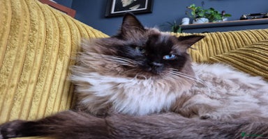 Ragdoll cats - Advert 1