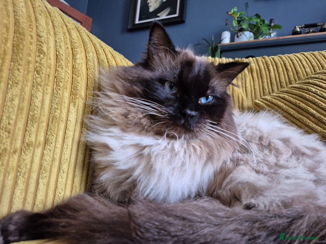 Ragdoll cats for sale: Male ragdoll looking for forever home  - Image 3