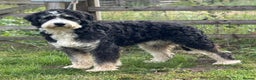 Bernedoodle dogs for sale: F1b Standard Bernedoodle  - Advert 2
