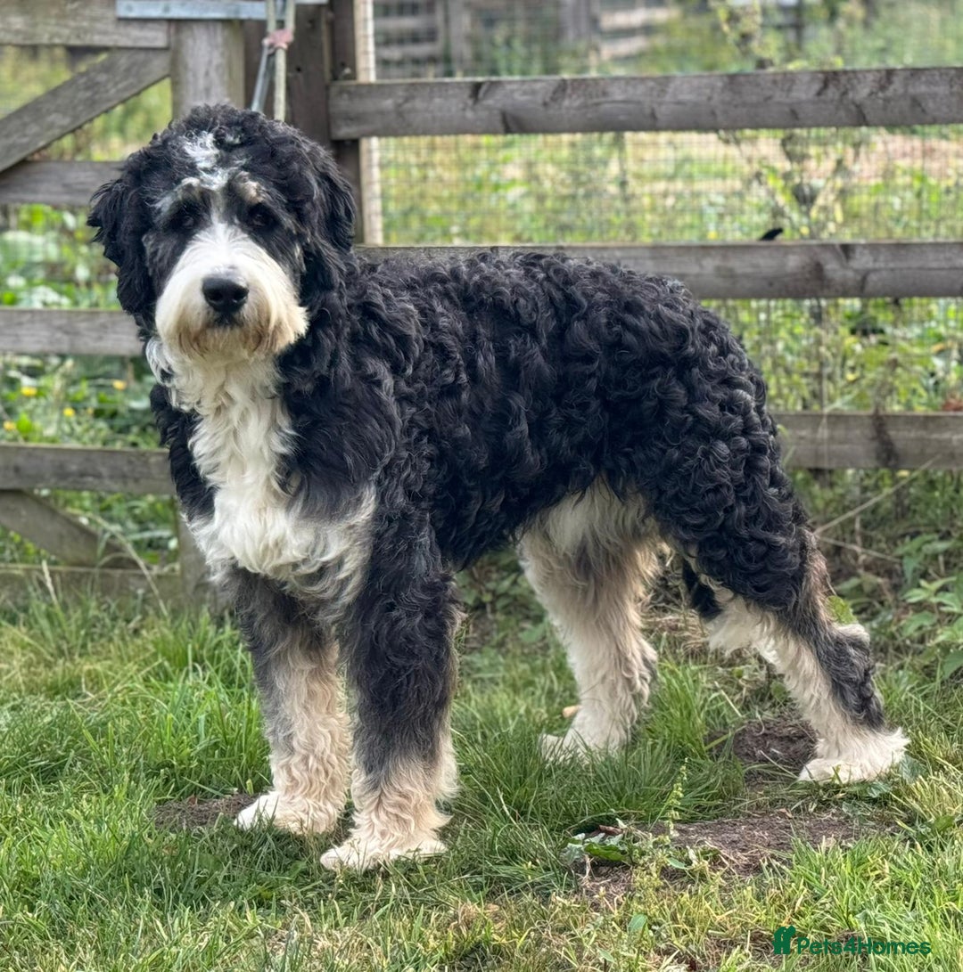 Bernedoodle dogs for sale: F1b Standard Bernedoodle  - Advert 2