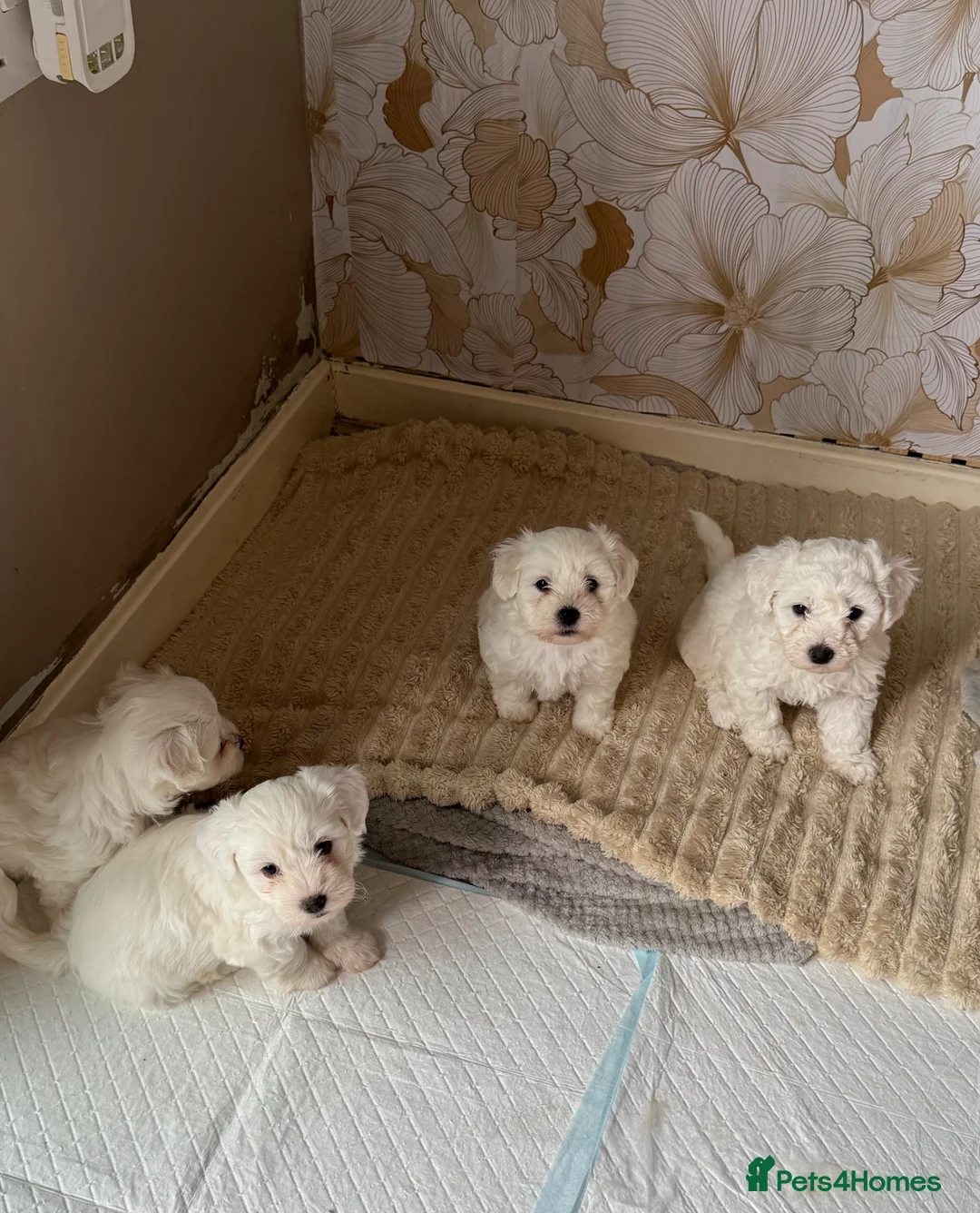 Maltipoo dogs for sale: 5 beautiful maltpoo fluffy fur babies  - Advert 2