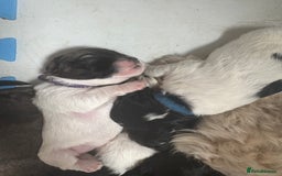 Mixed Breed dogs for sale: 6 beautiful Shihpoo + cotton de Tulear puppies - Image 5
