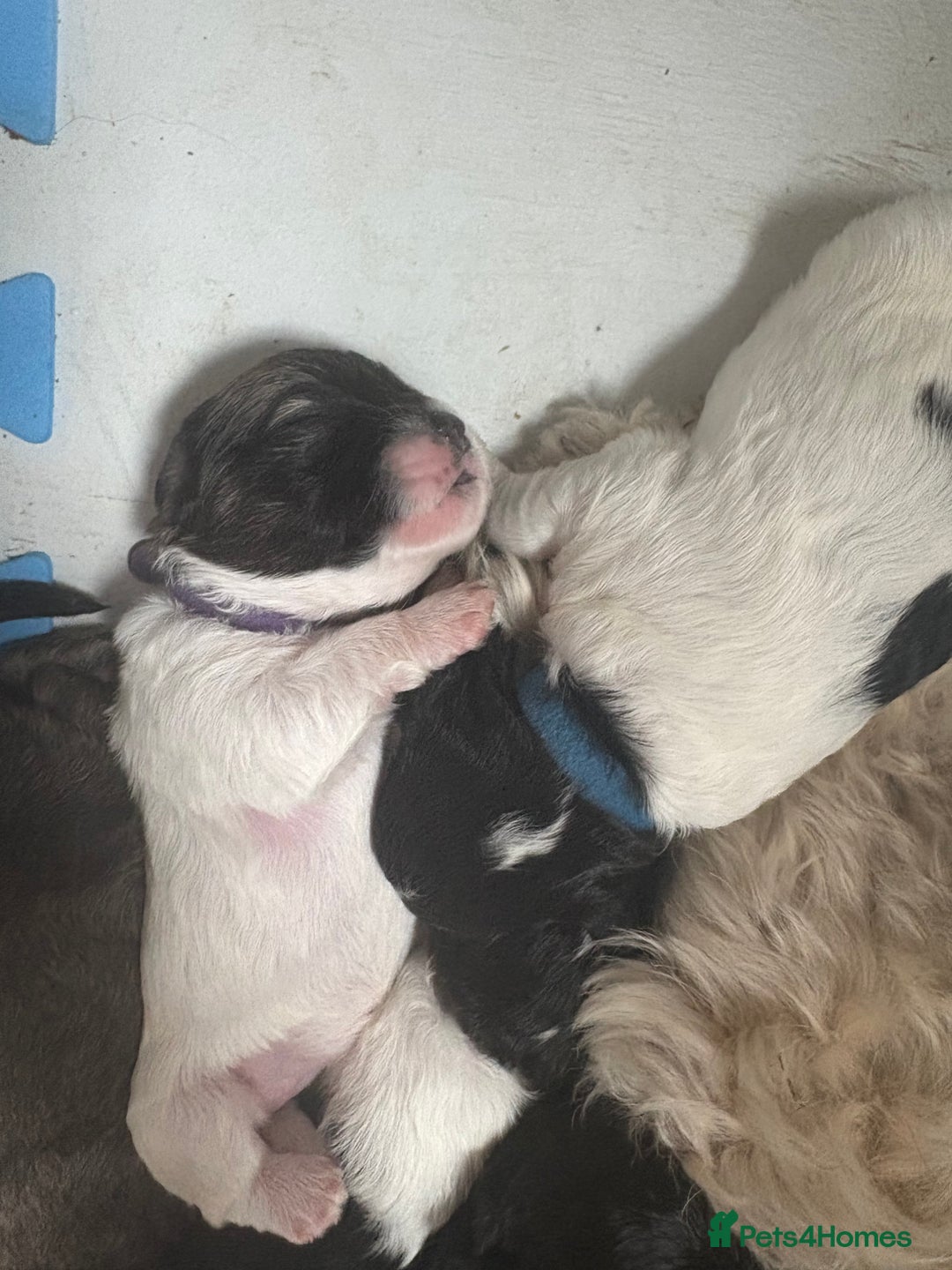 Mixed Breed dogs for sale: 6 beautiful Shihpoo + cotton de Tulear puppies - Image 5