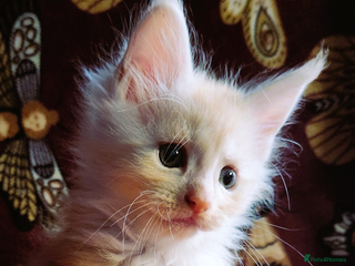 Maine Coon cats - Advert 4