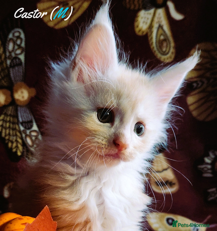 Maine Coon cats - Advert 2