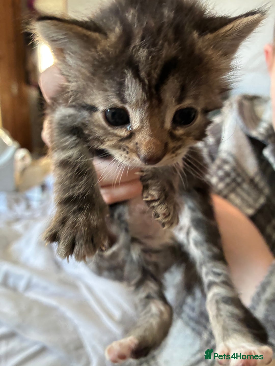 British Shorthair cats for sale: Female for sale  - Advert 4