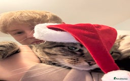 Domestic Shorthair cats for sale: Binx or bonk  - Image 7