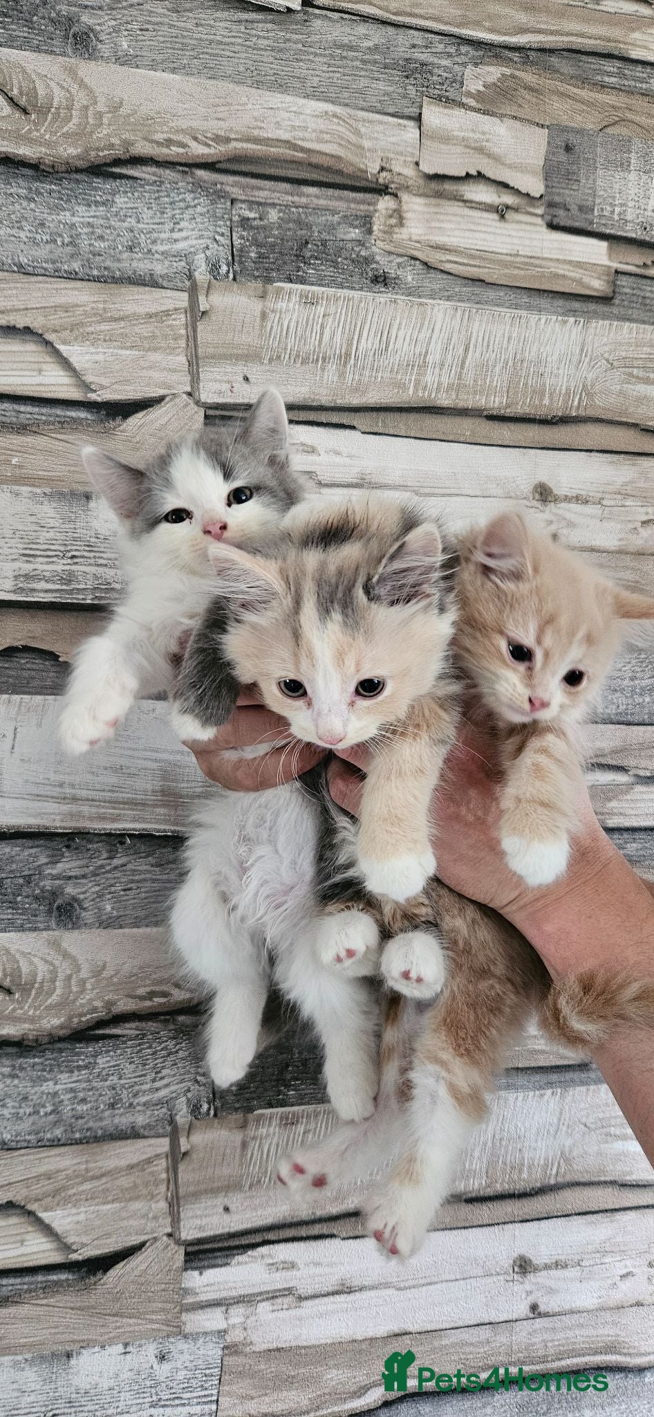 Mixed Breed cats Rare Diluted Kittens READY - Advert 1
