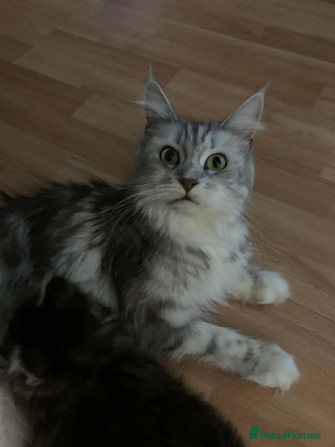 Maine Coon cats for sale: Maine Coon kittens - Advert 10