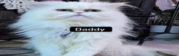 Persian cats for sale:  ꨁ 🍃Exotic doll face Persian ☆  Persian KITTENS - Advert 1